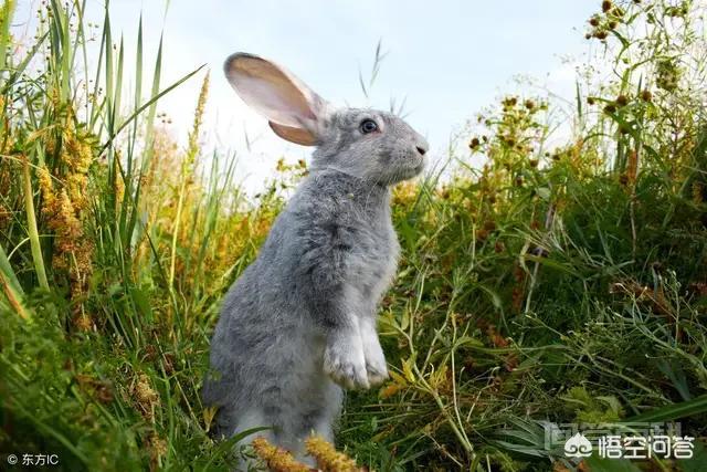 兔子不吃窝边草的科学依据,第2张