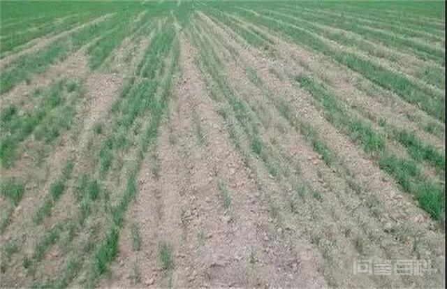 小麦播种后因土壤干迟迟不出苗，麦种多长时间会变质影响发芽？,第3张