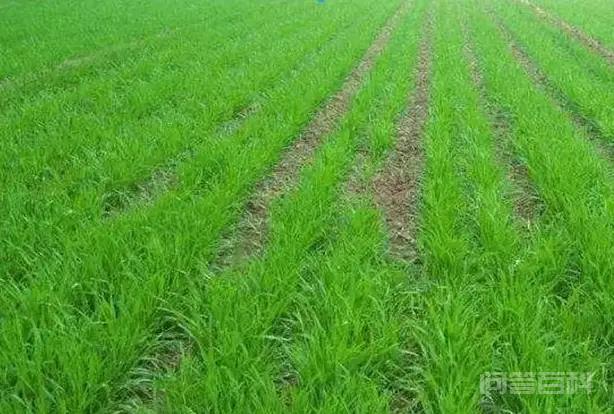 小麦播种后因土壤干迟迟不出苗，麦种多长时间会变质影响发芽？,第5张