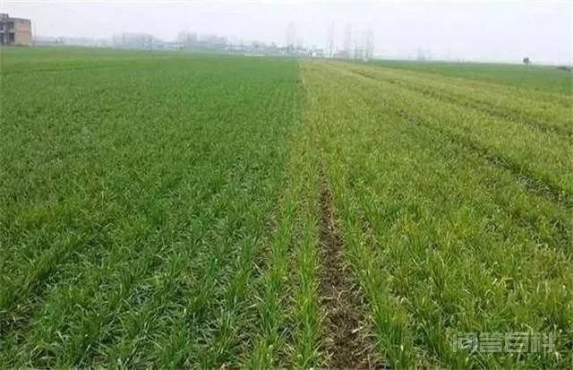 小麦播种后因土壤干迟迟不出苗，麦种多长时间会变质影响发芽？,第4张