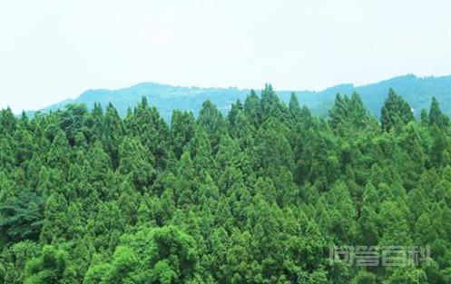 森林覆盖率与林木绿化率,第2张