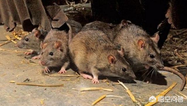 为什么老鼠不会得鼠疫,鼠疫那么厉害，为什么老鼠携带鼠疫却死不了？,第3张