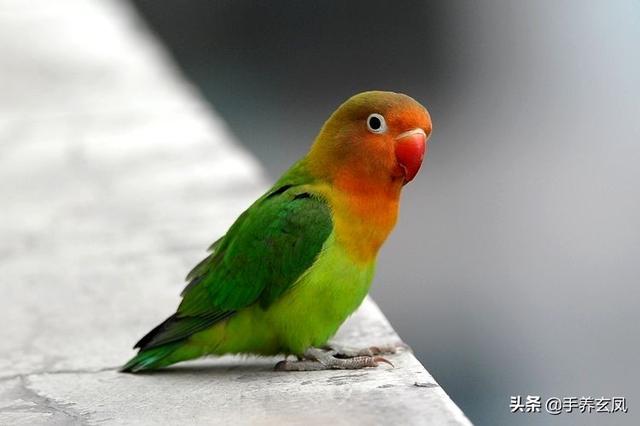 最常见的鹦鹉种类,常见的鹦鹉有哪些种类？,第4张