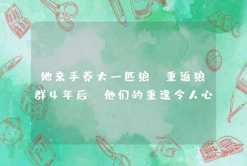 她亲手养大一匹狼，重返狼群4年后，他们的重逢令人心痛,第1张