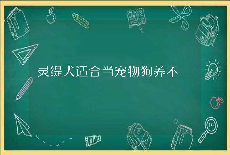 灵缇犬适合当宠物狗养不,第1张