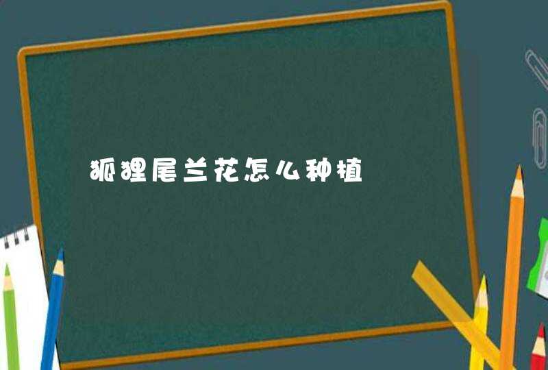 狐狸尾兰花怎么种植,第1张