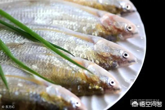 一些地方的长江刀鱼卖到了几千元，那么长江刀鱼可以人工养殖吗，为什么？,第2张