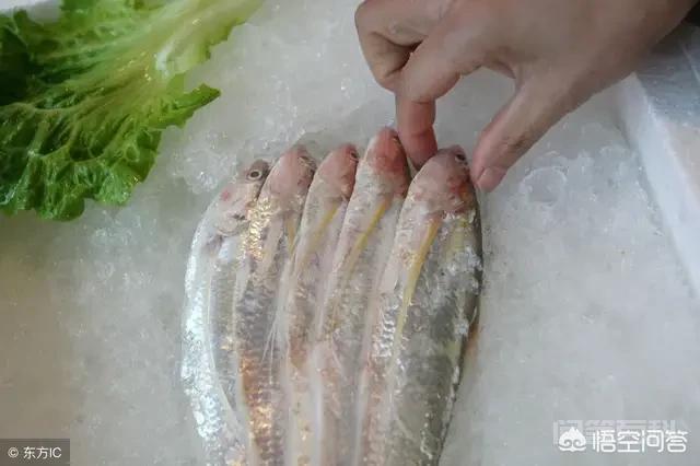一些地方的长江刀鱼卖到了几千元，那么长江刀鱼可以人工养殖吗，为什么？,第4张