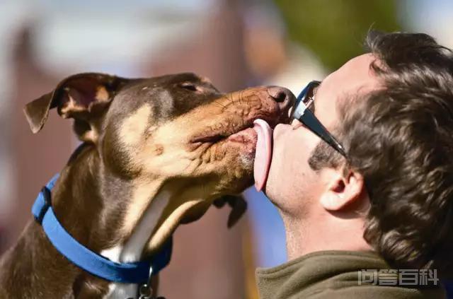 狗狗为什么喜欢舔主人的脸和嘴,第3张