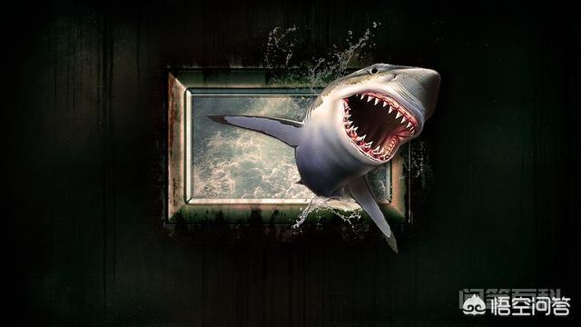 鲨鱼怕海豚是真的吗,第2张