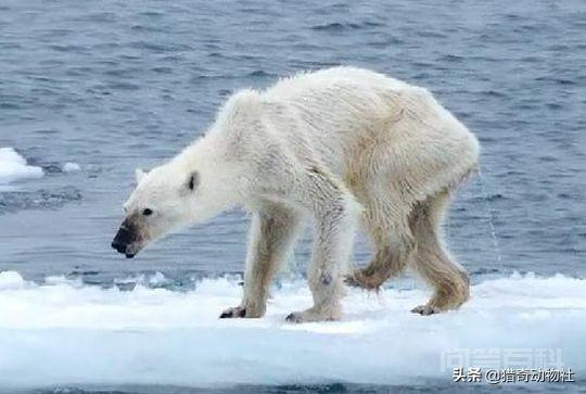 北极熊的身体结构是如何适应环境的,第8张