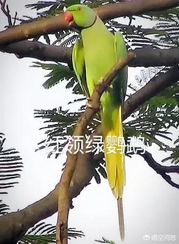 中国有哪些野生鹦鹉,中国有野生鹦鹉吗？,第4张