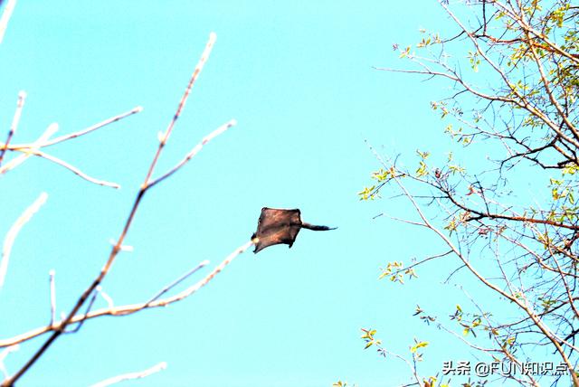 蝙蝠是不是和老鼠近亲？蝙蝠褪翅膀成老鼠，或老鼠长翅膀成了蝙蝠？,蝙蝠是不是和老鼠近亲？蝙蝠褪翅膀成老鼠，或老鼠长翅膀成了蝙蝠？,第8张