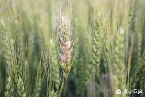 小麦高产用什么农药,小麦打什么药能高产丰收呢？,第2张