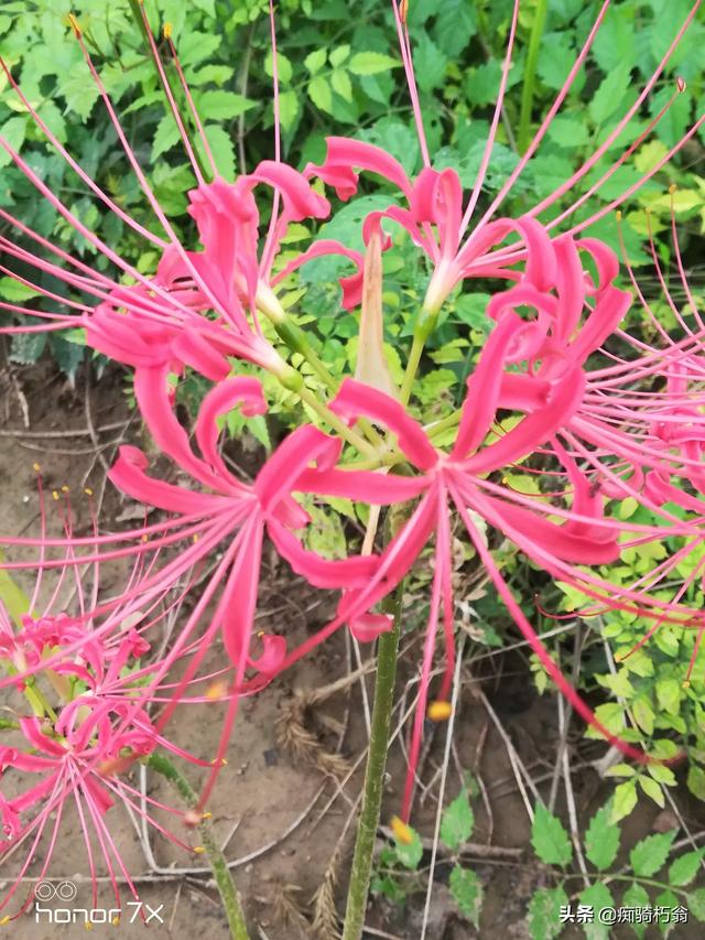 彼岸花是什么植物？家里可以种植吗？