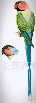 中国有哪些野生鹦鹉,中国有野生鹦鹉吗？,第3张