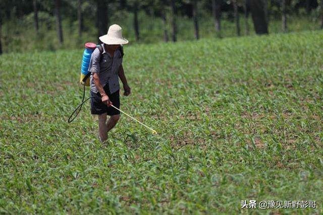 有些农民打农药的时候，往往在药桶里面加一点醋，加醋有什么用呢？