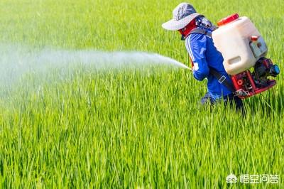 杀虫剂有哪些种类和用途,农作物的杀虫剂有几大类？,第4张