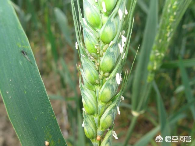 小麦高产用什么农药,小麦打什么药能高产丰收呢？,第4张