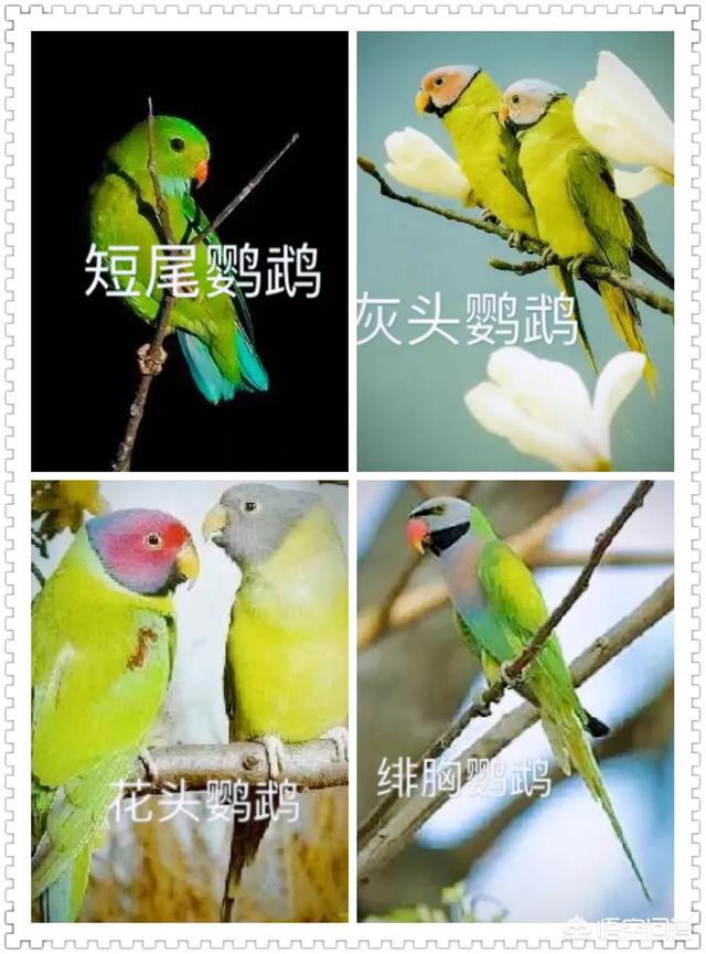 中国有哪些野生鹦鹉,中国有野生鹦鹉吗？,第2张