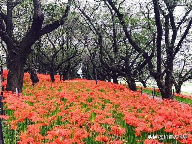 彼岸花只见叶子不开花,见花不见叶的彼岸花，如何在家里盆栽养护？,第5张