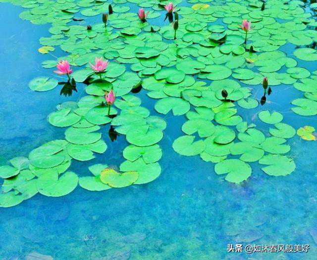 荷花莲花有什么区别？多少摄影爱好者拍了莲花叫荷花？